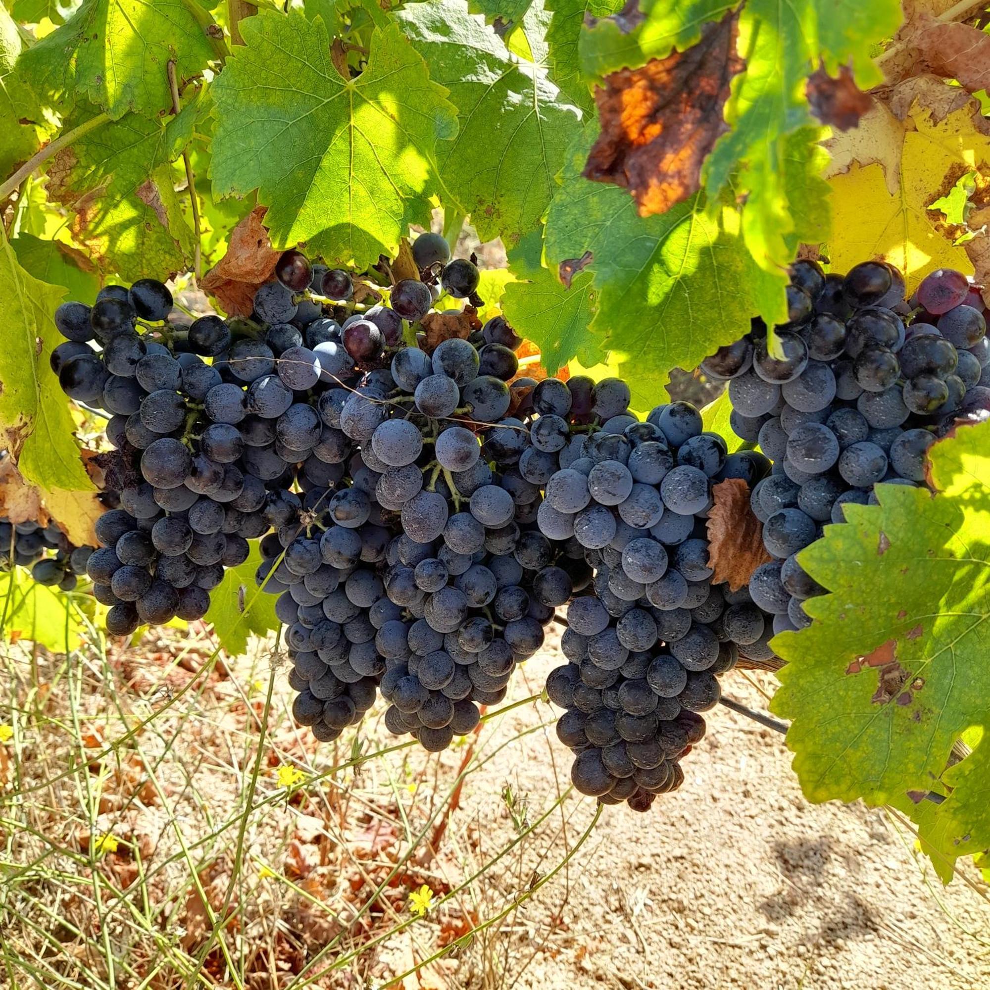 Onifai Agriturismo Palas De Serra Country Resort מראה חיצוני תמונה
